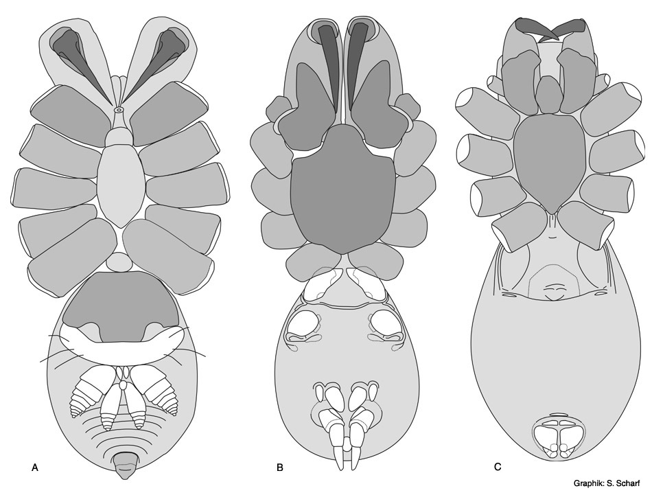 systematics 2